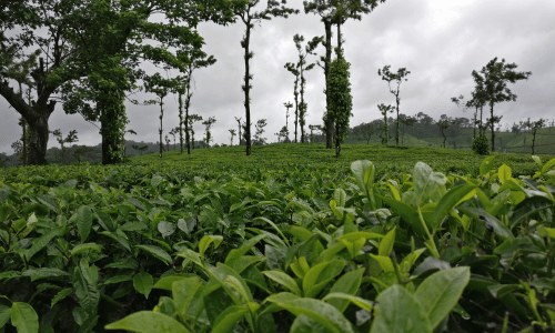 Coorg (Kodagu), Karnataka