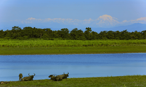 Kaziranga National Park, Assam