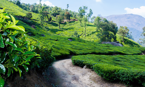 Munnar, Kerala (1)
